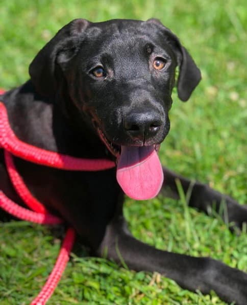 Anakin - Great Dane
