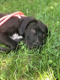 Finn image 2