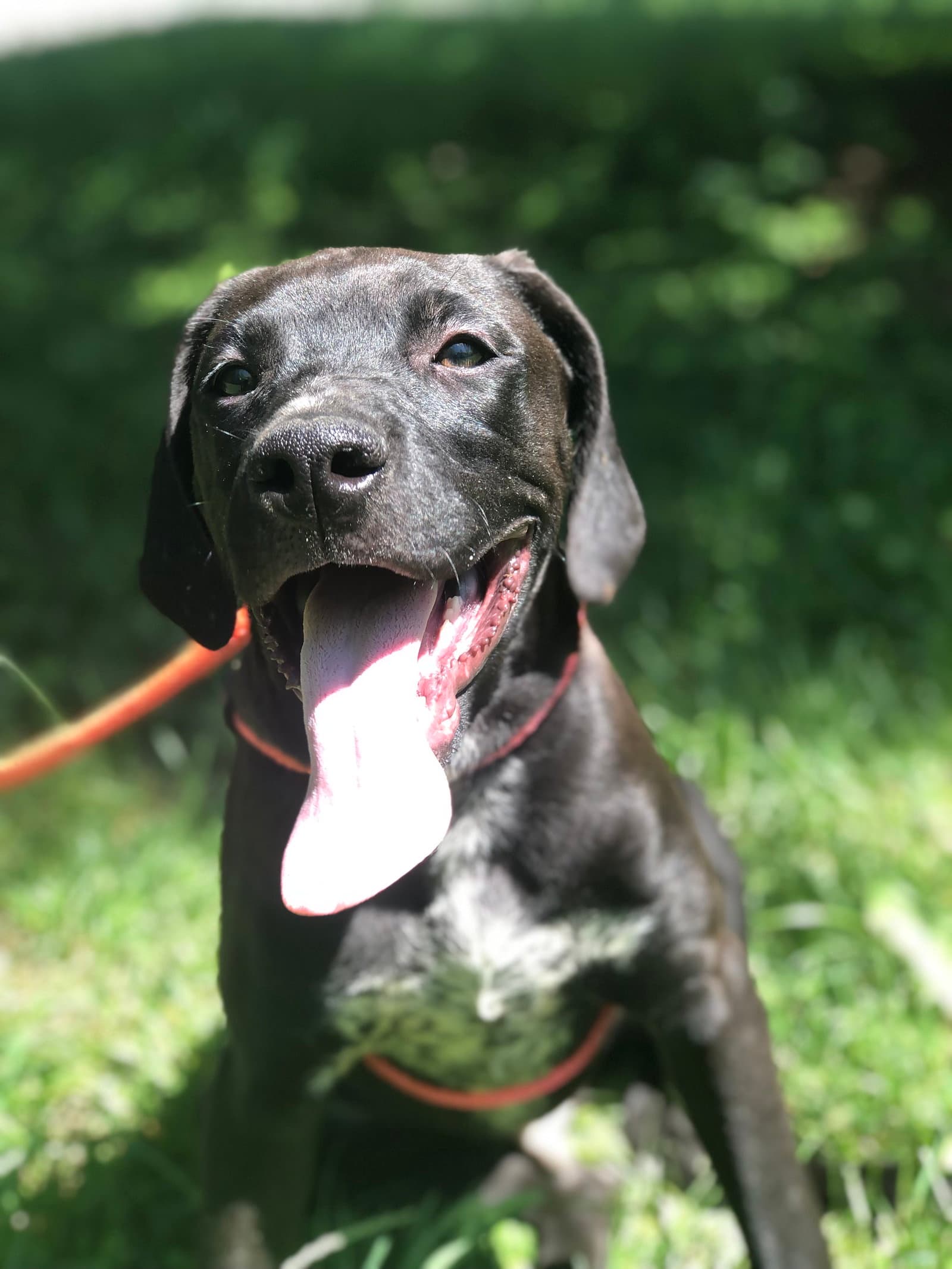 Finn - Great Dane