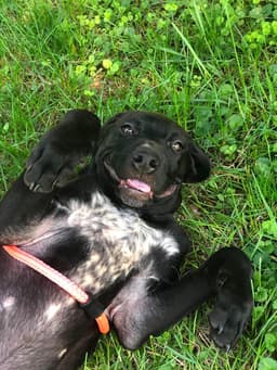 Finn image 3