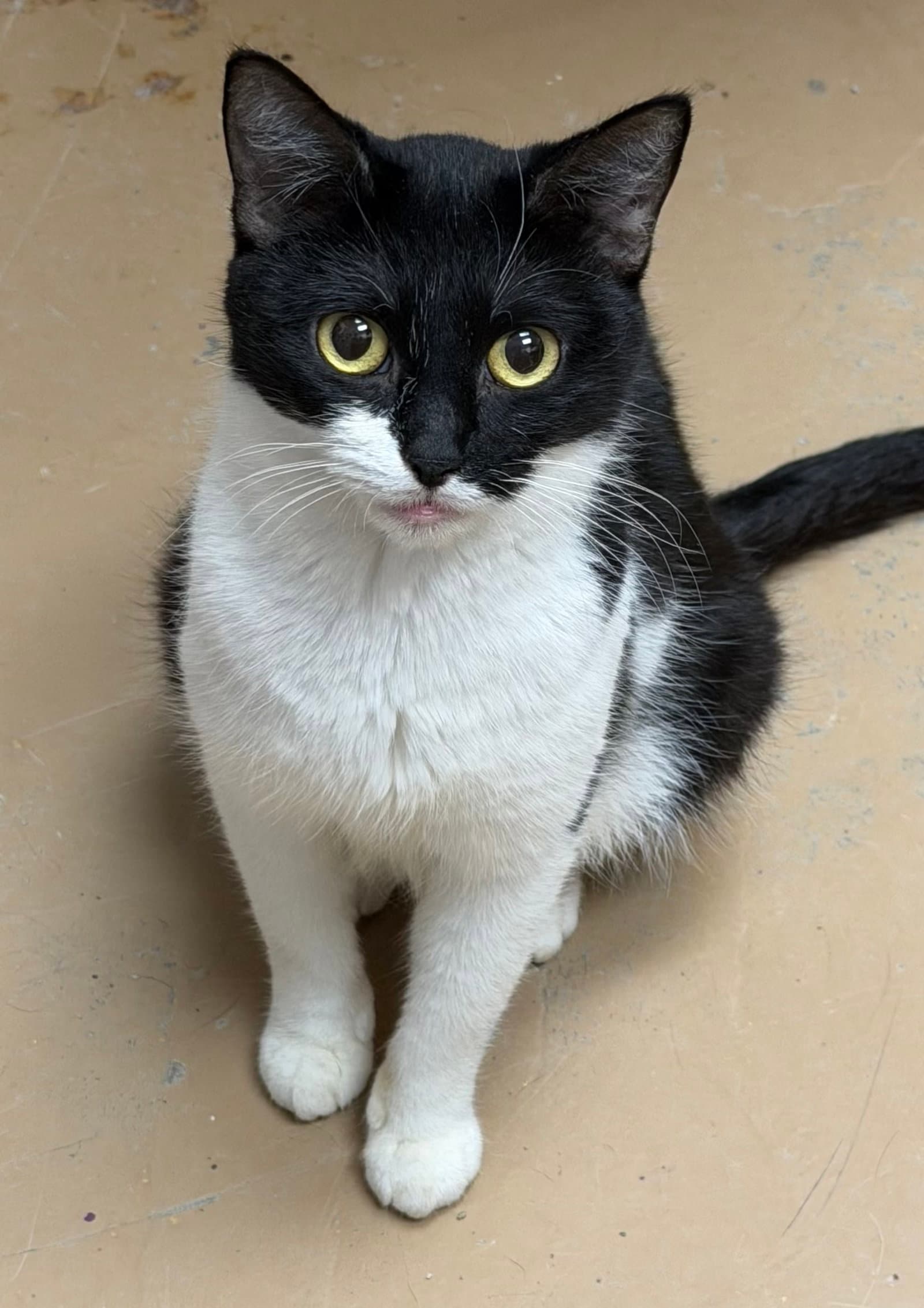 Blossom - Domestic Short Hair