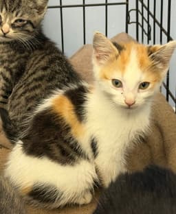 Lilac image 3