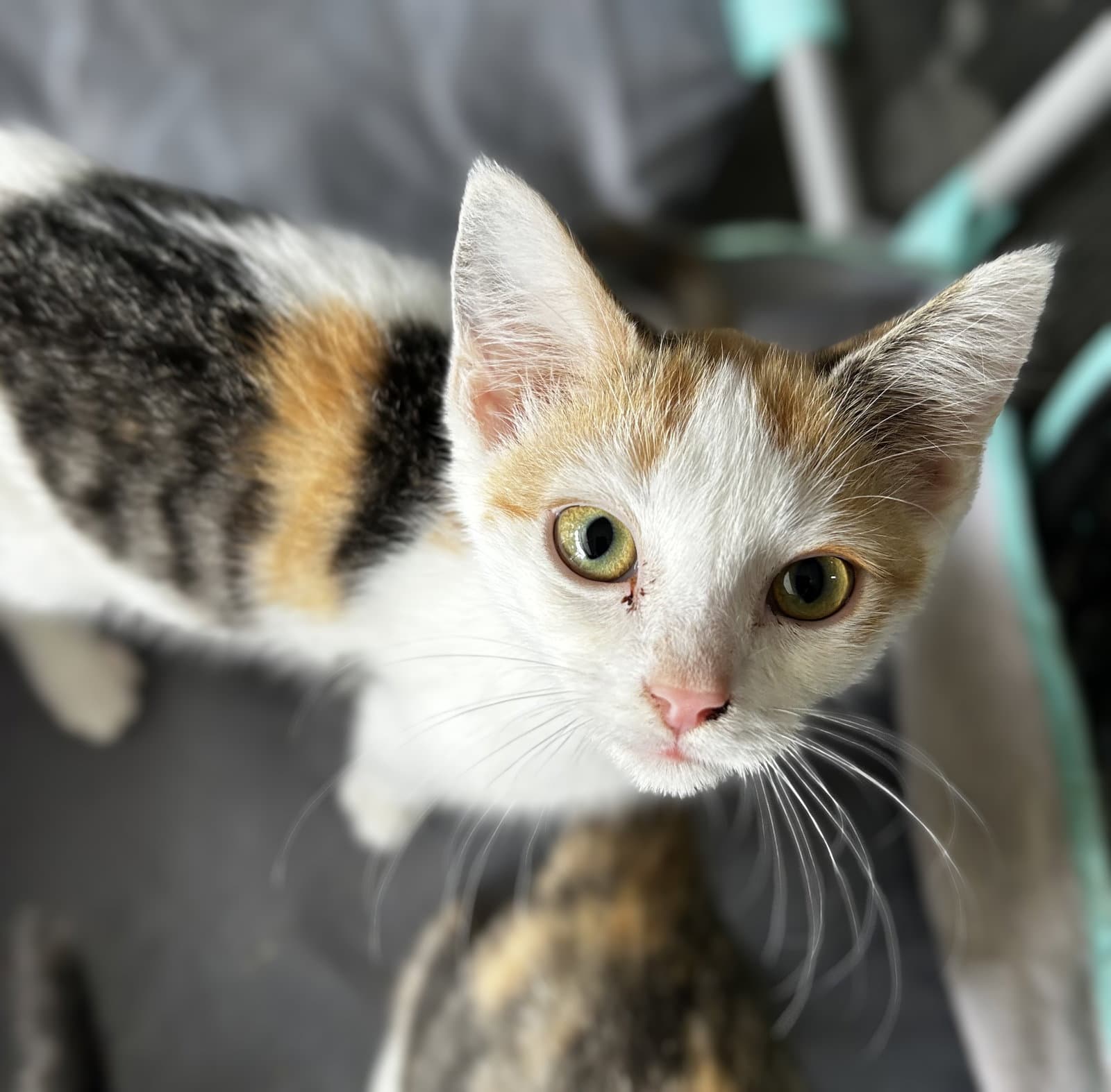 Lilac - Domestic Short Hair