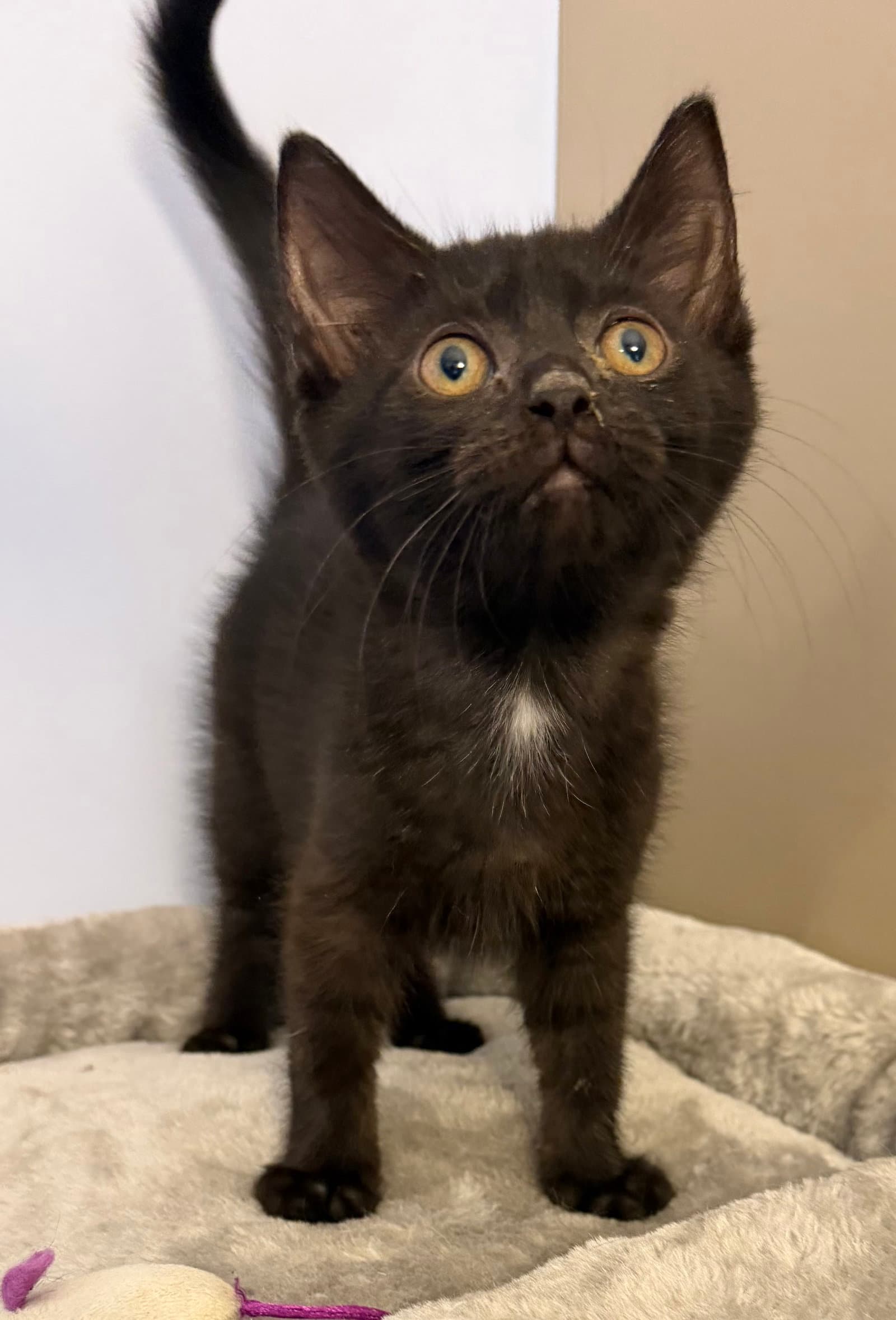 Hadleigh - Domestic Short Hair