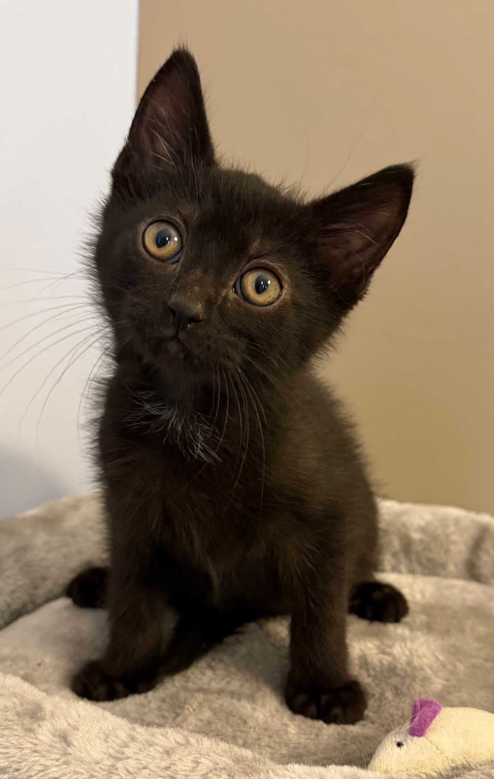 Howard - Domestic Short Hair