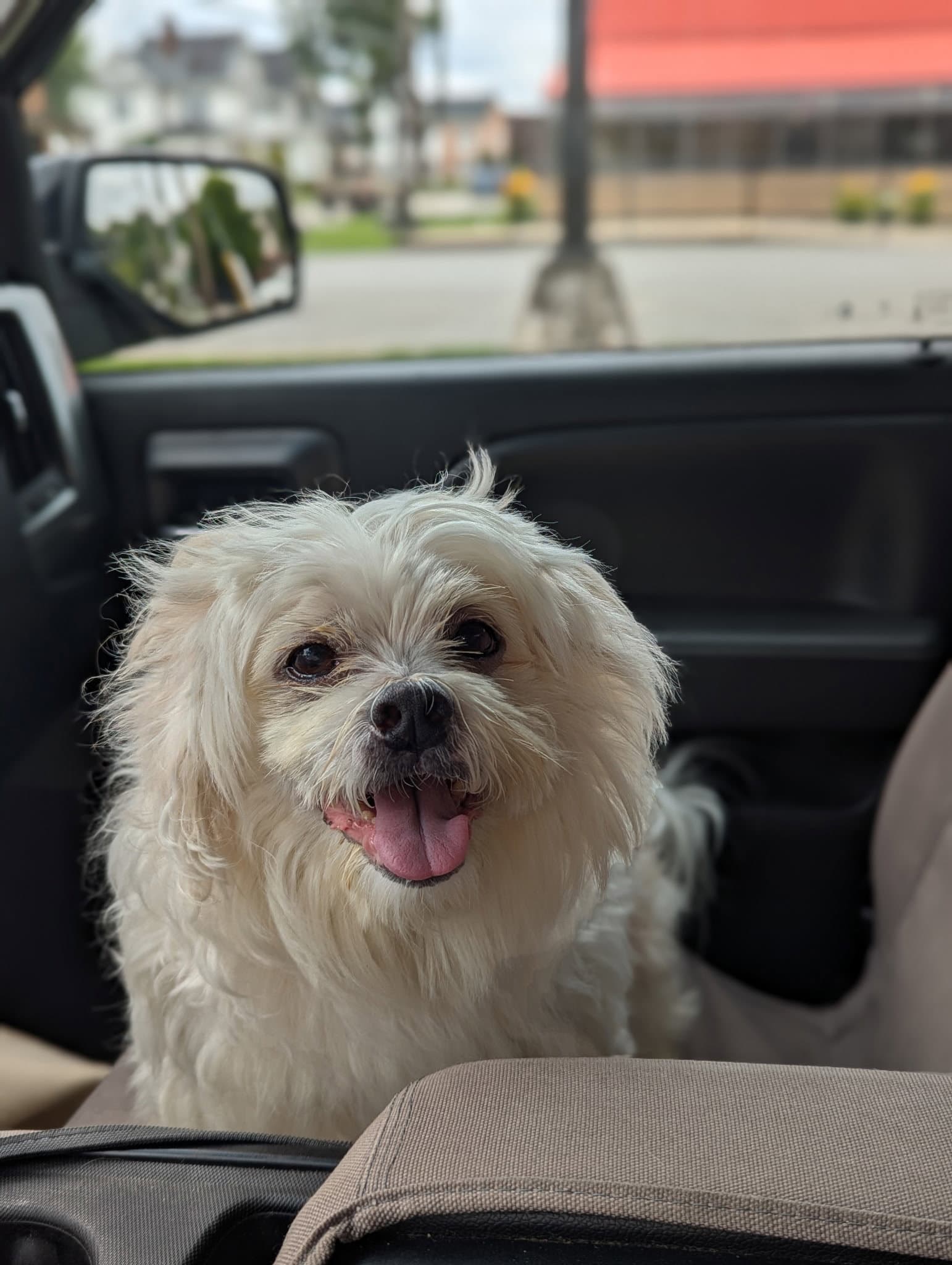 Dumplin - Shih Tzu