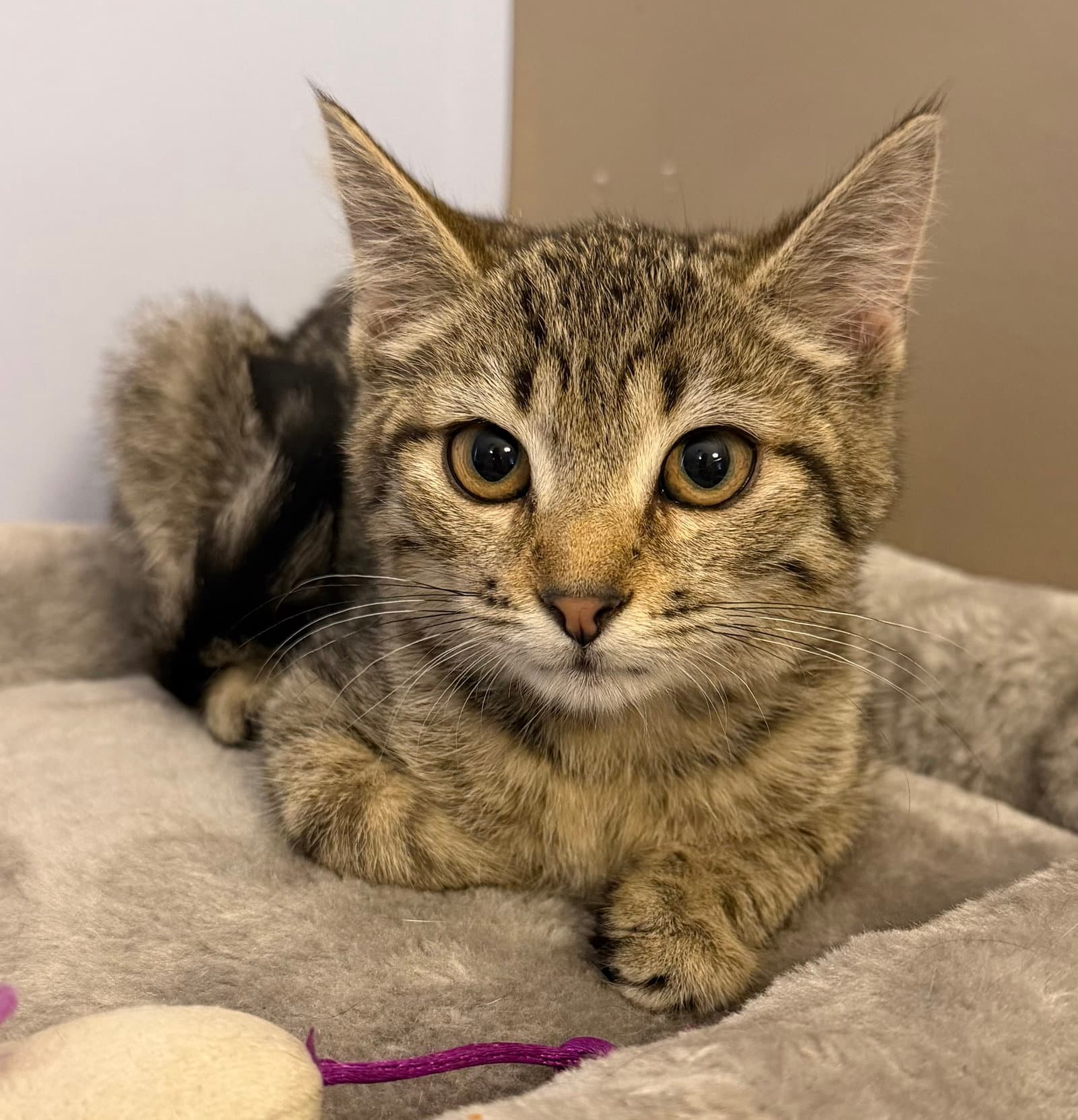 Rylee - Domestic Short Hair