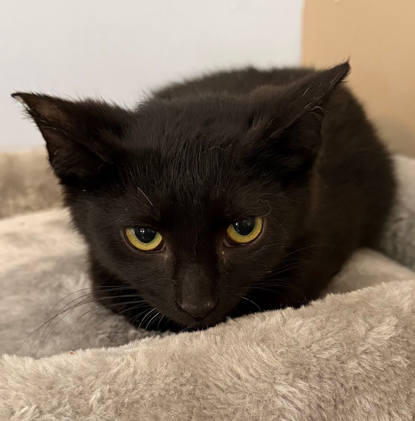 Lemon - Domestic Short Hair