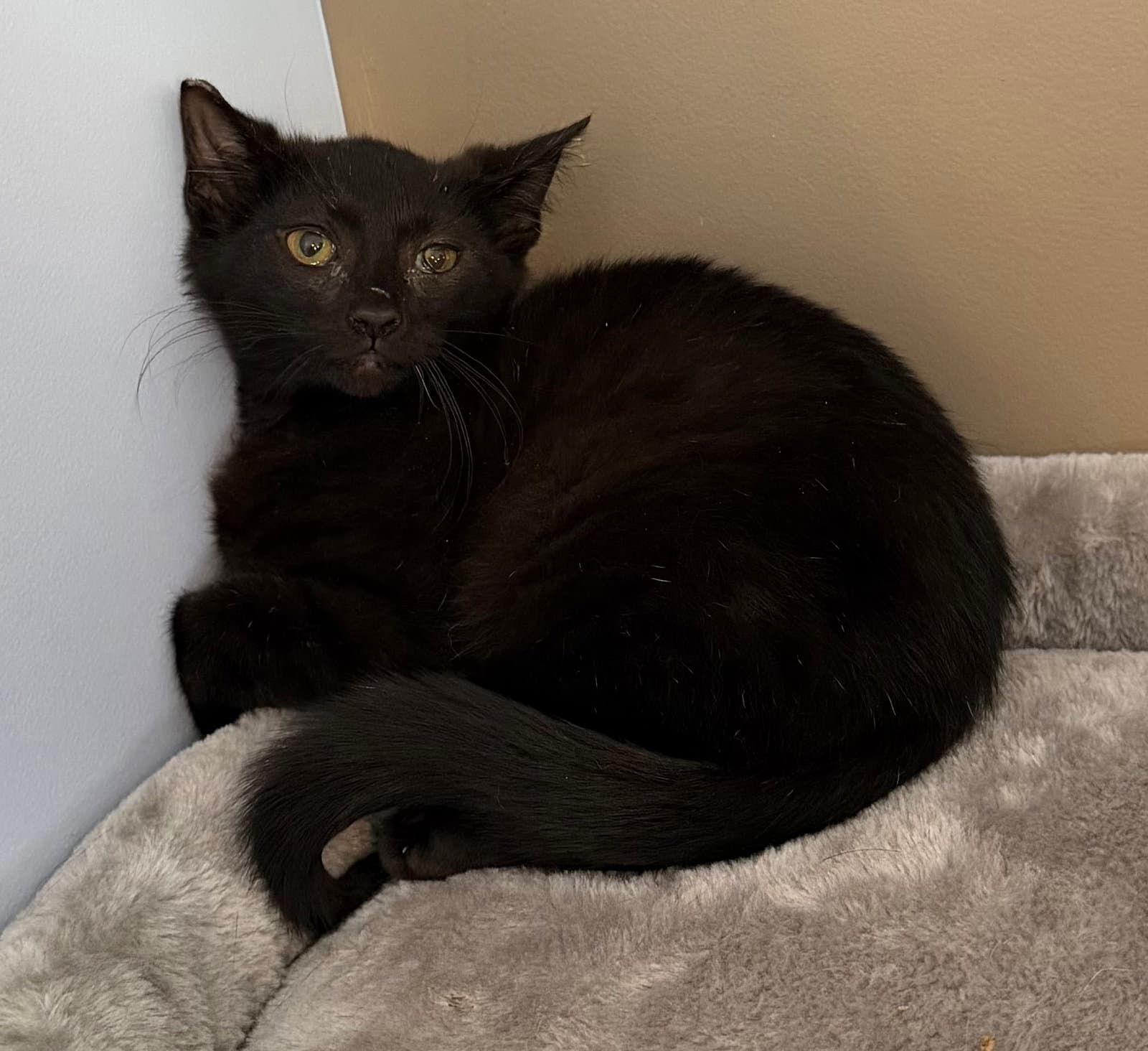Banana - Domestic Short Hair