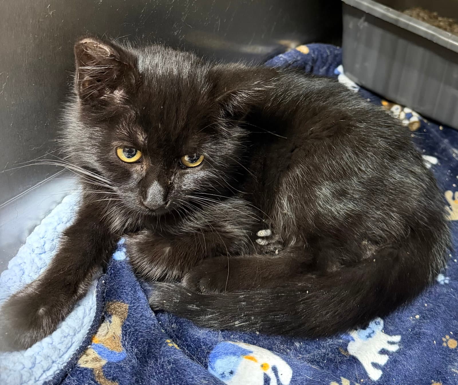 Lime - Domestic Short Hair