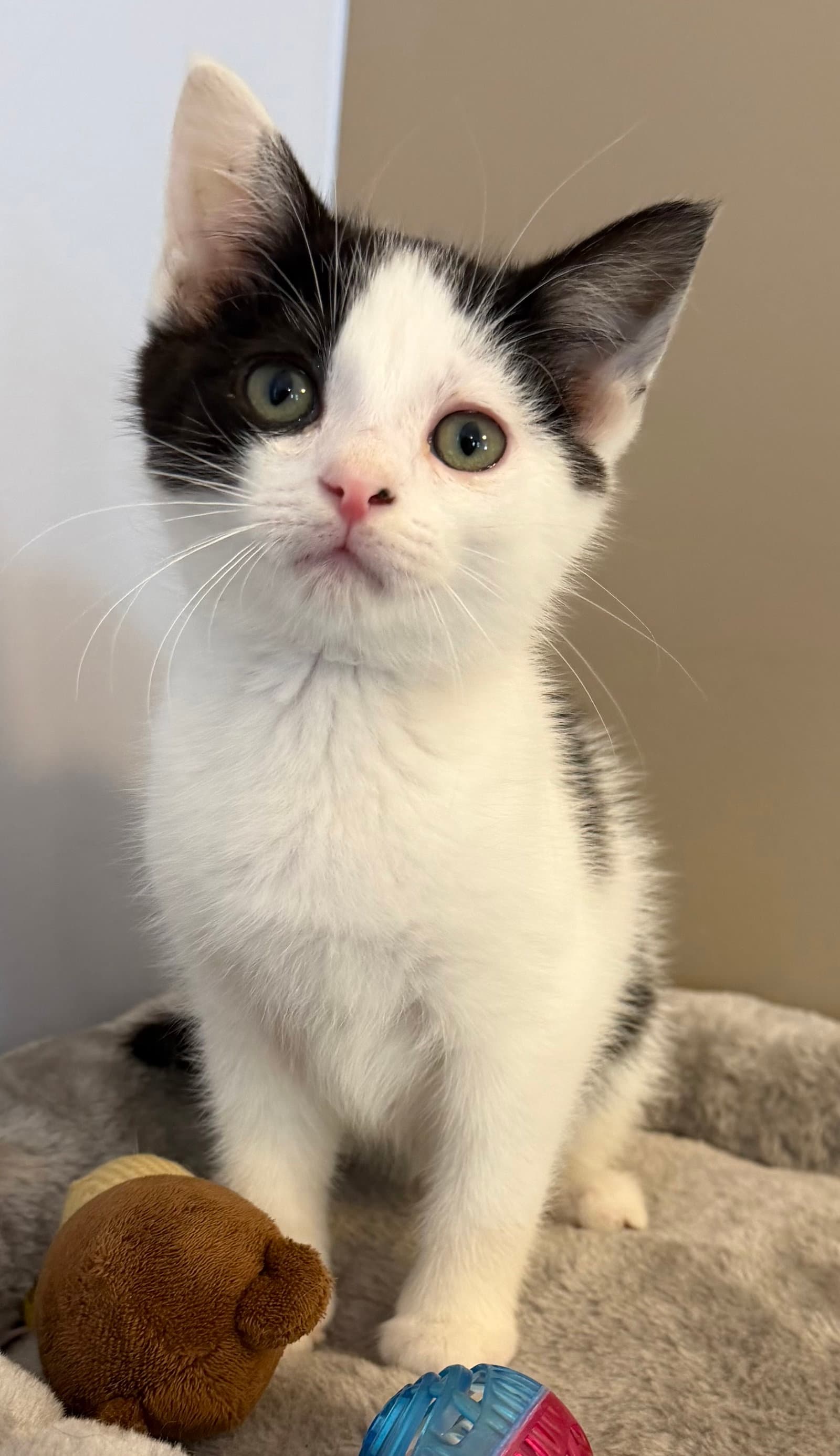 Baklava - Domestic Short Hair
