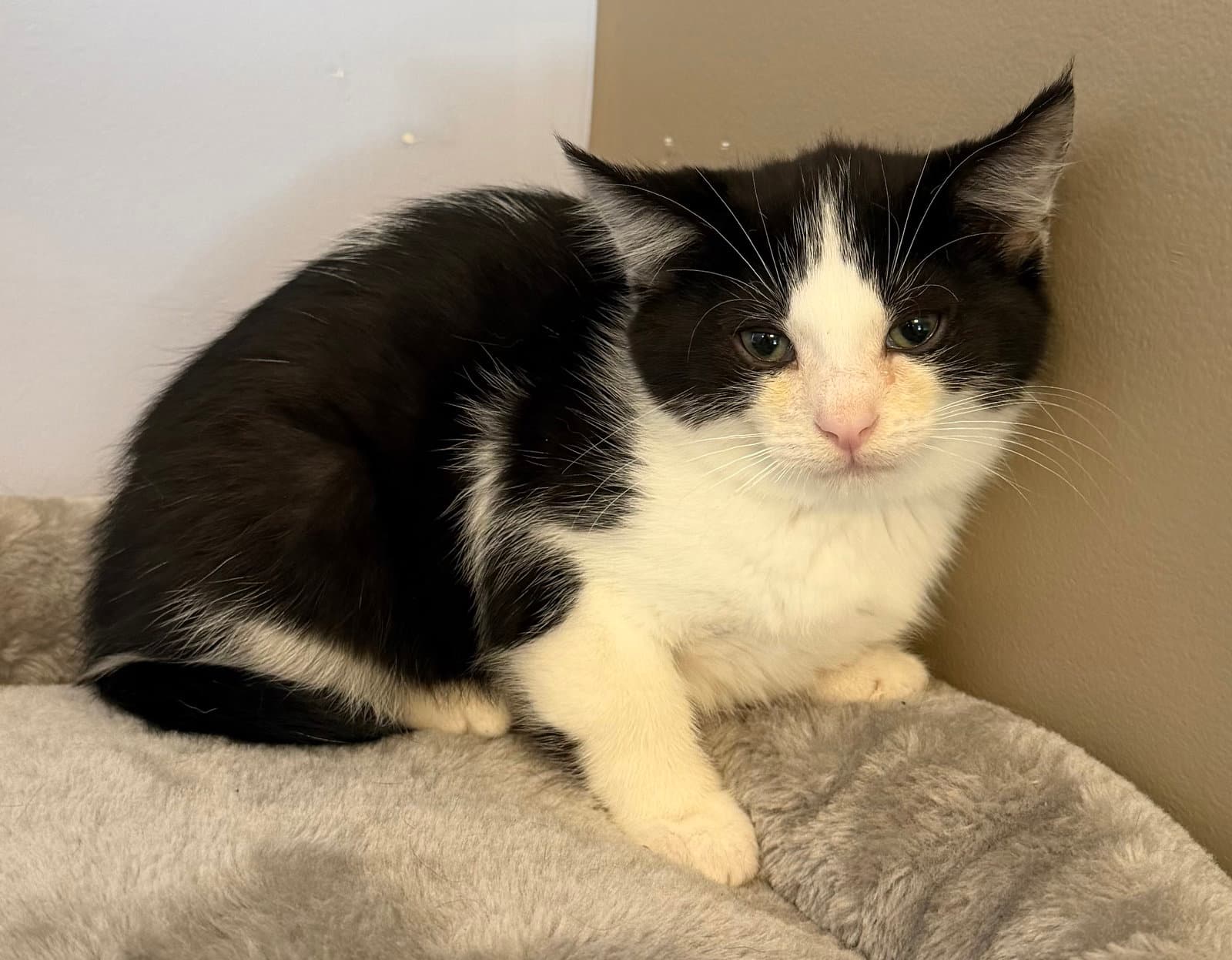 Chili - Domestic Short Hair