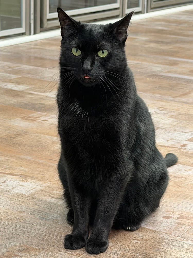 Katya - Domestic Short Hair