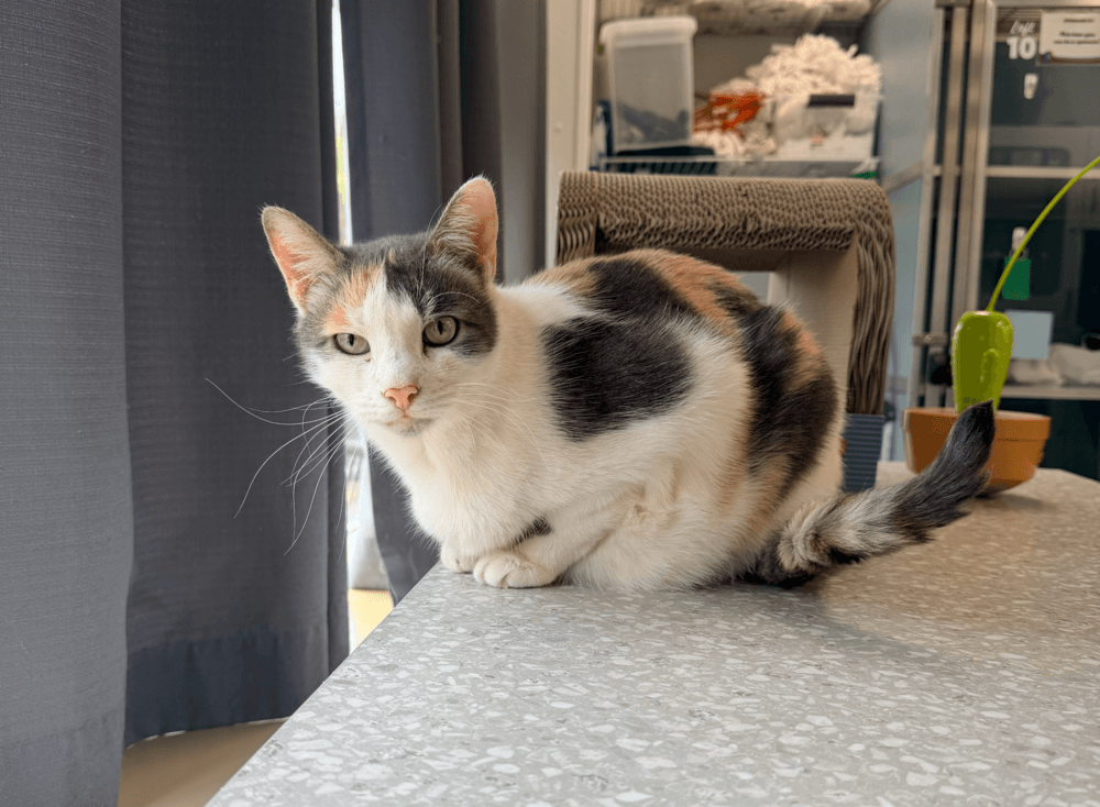 Butterscotch - Domestic Short Hair