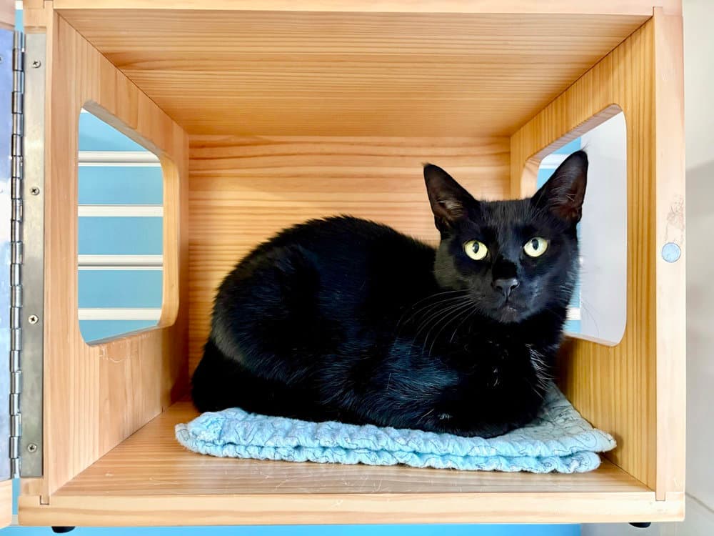 Tilly - Domestic Short Hair