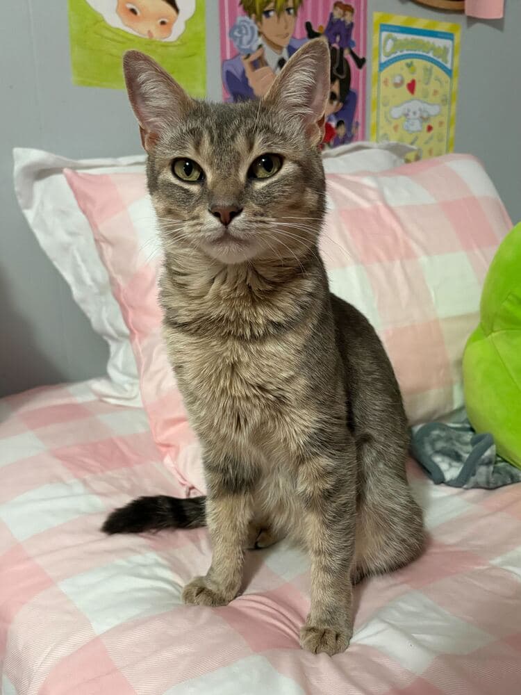 Posie - Domestic Short Hair