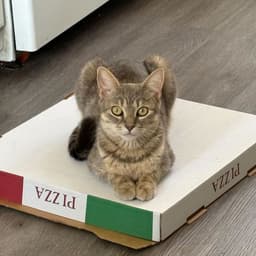 Posie image 4