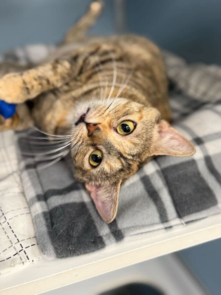 Sansa - Domestic Short Hair