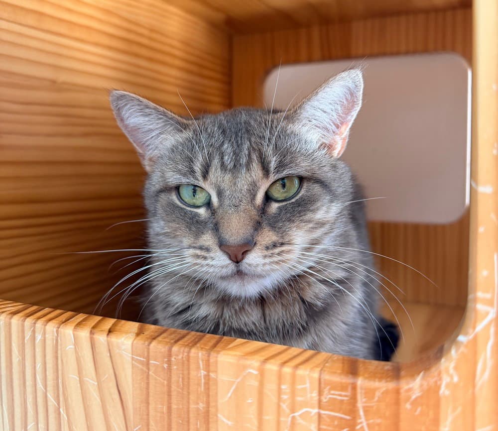 Freya Jean - Domestic Short Hair