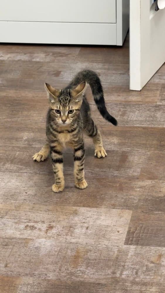 Blush - Domestic Short Hair