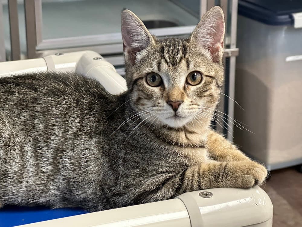 Gloss - Domestic Short Hair