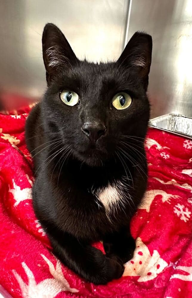 Slinky - Domestic Short Hair