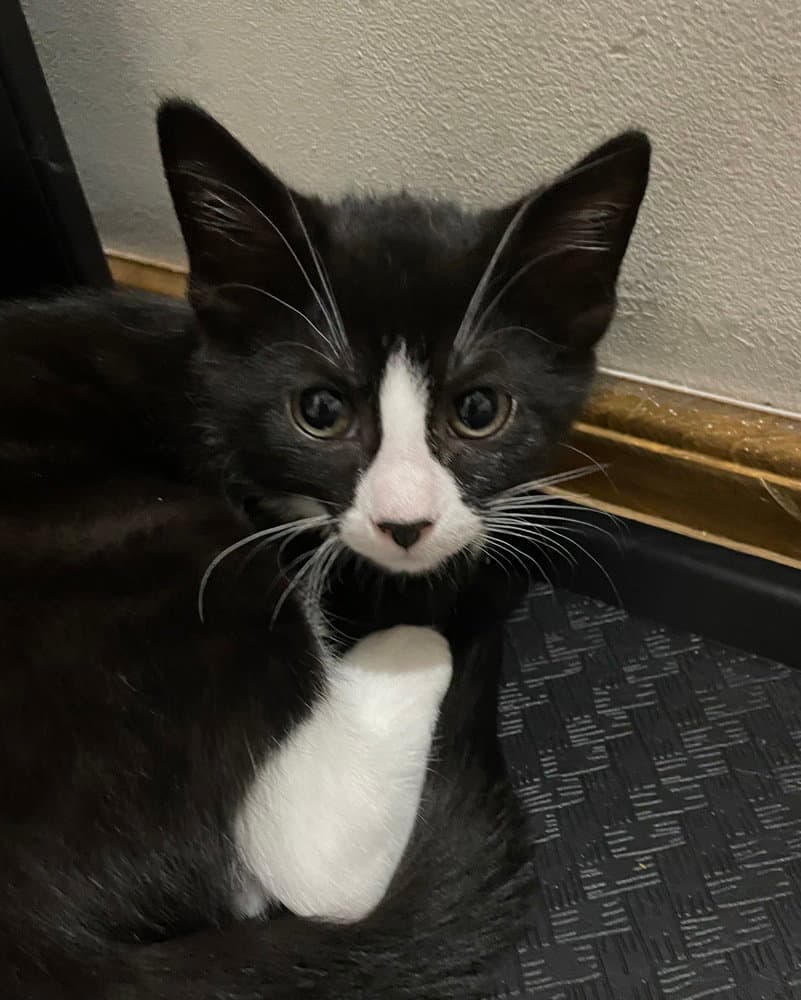 Coco - Domestic Short Hair