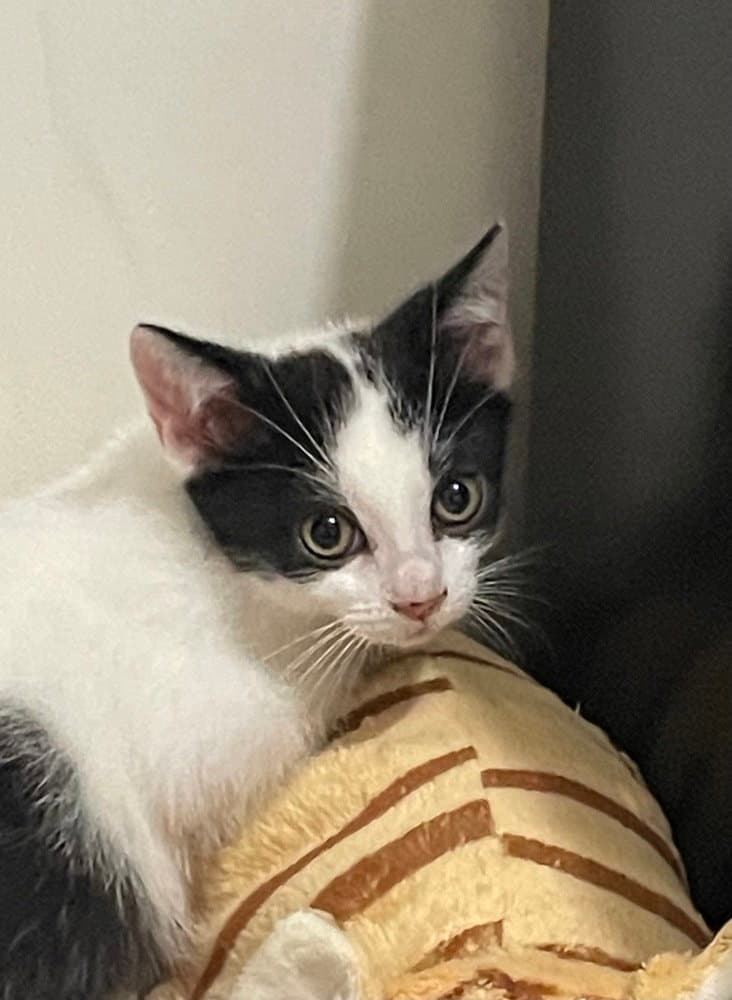 Moo Moo - Domestic Short Hair