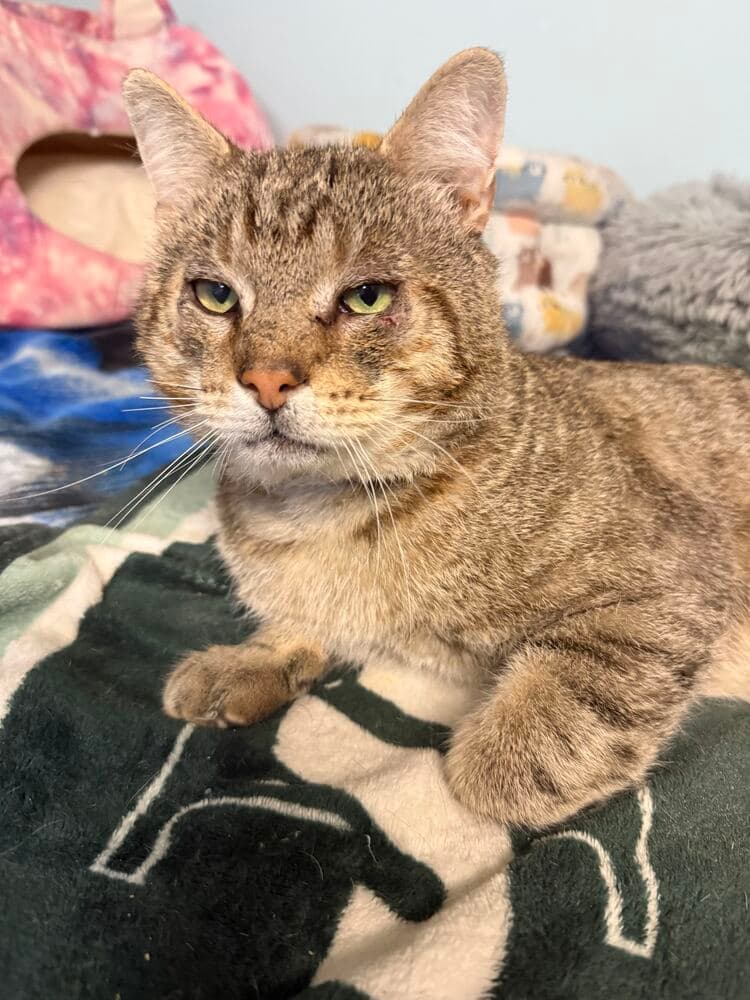 Stromboli - Domestic Short Hair