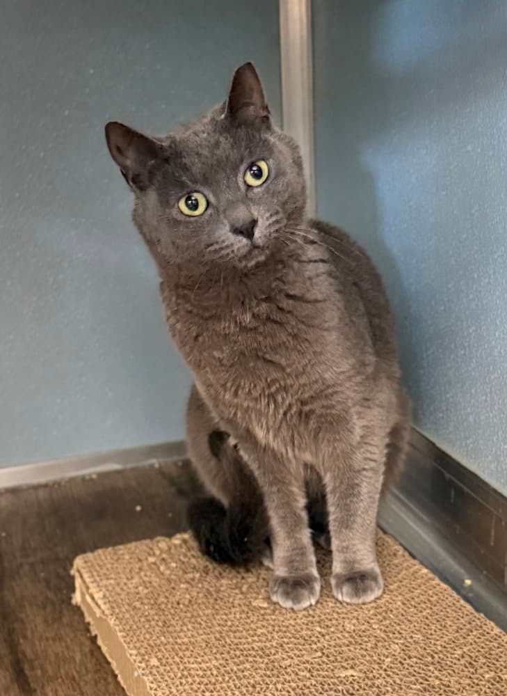 Keeper - Domestic Short Hair