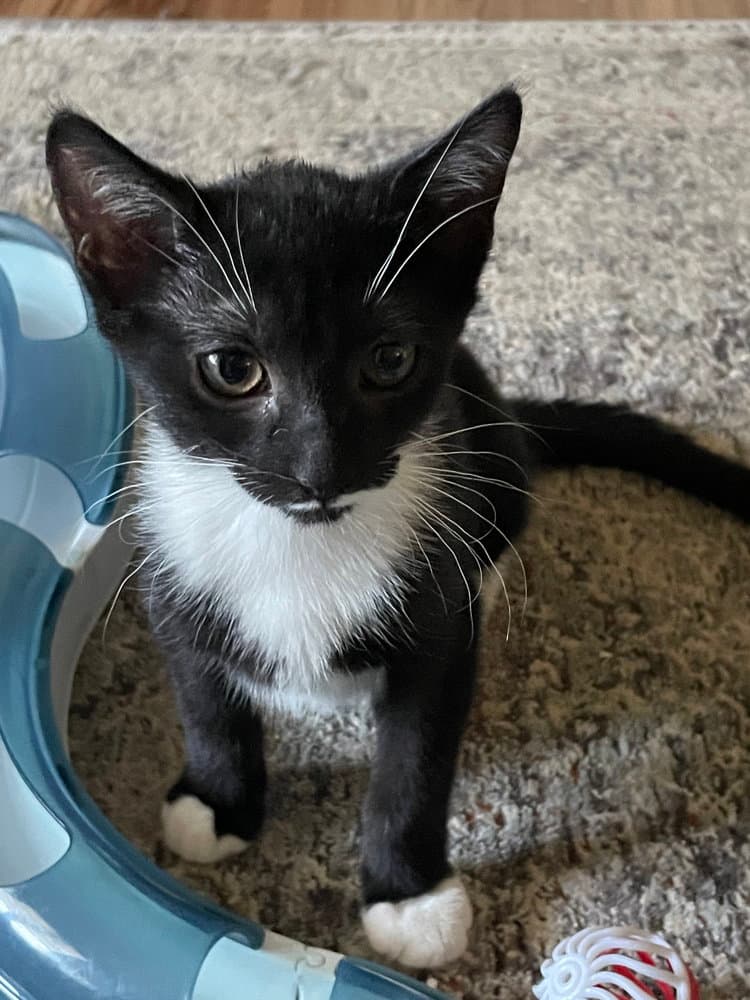 Smudge - Domestic Short Hair