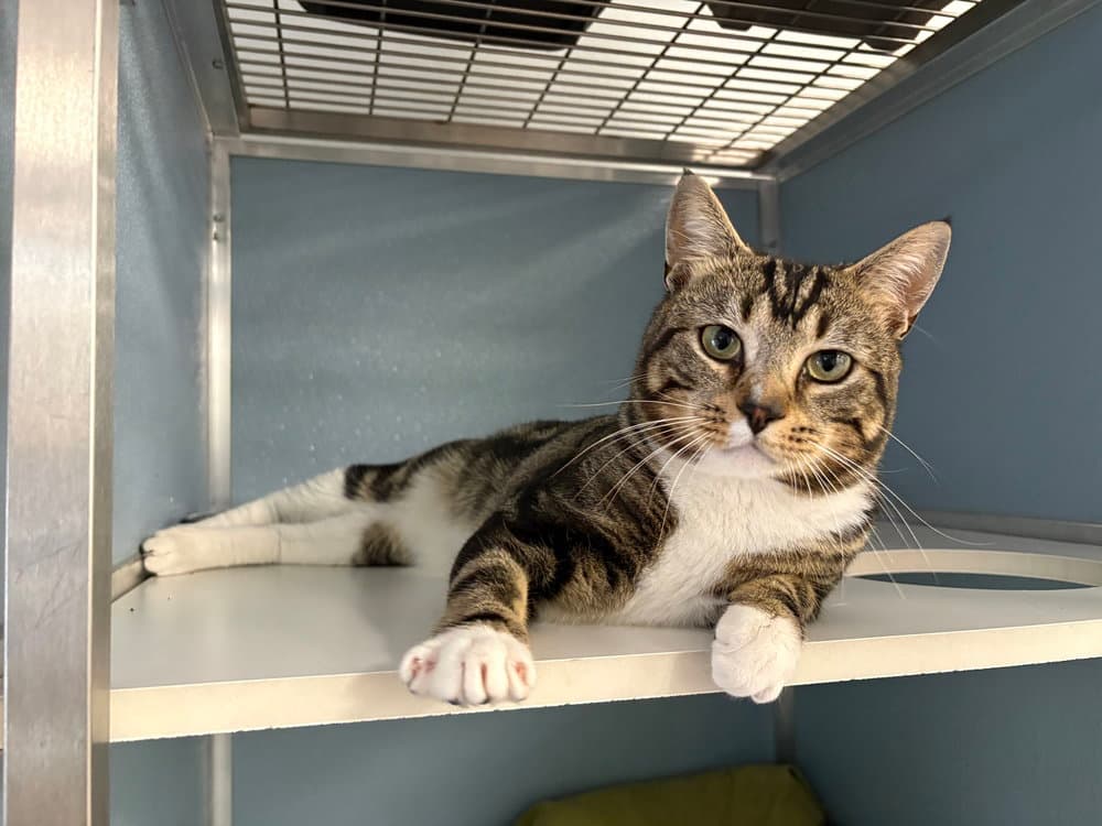 Striker - Domestic Short Hair
