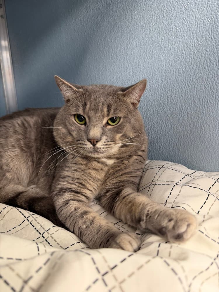 Winger - Domestic Short Hair