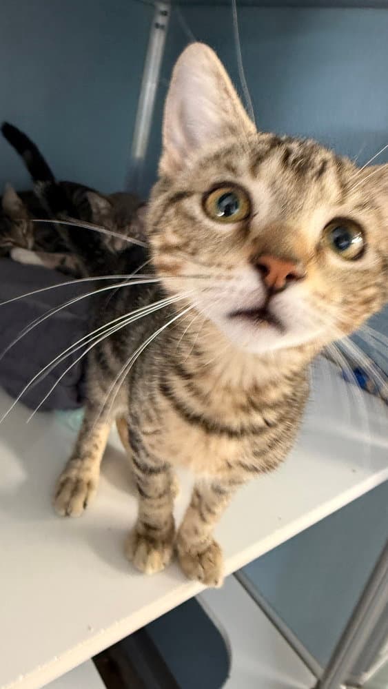 Everly - Domestic Short Hair