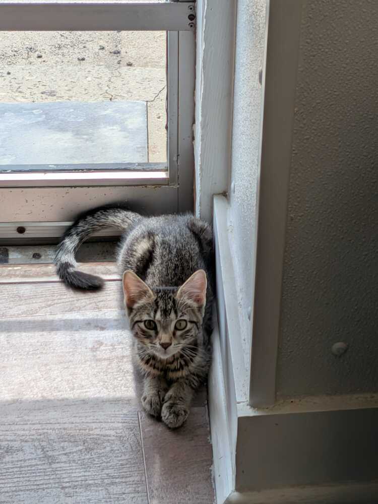 Avery - Domestic Short Hair