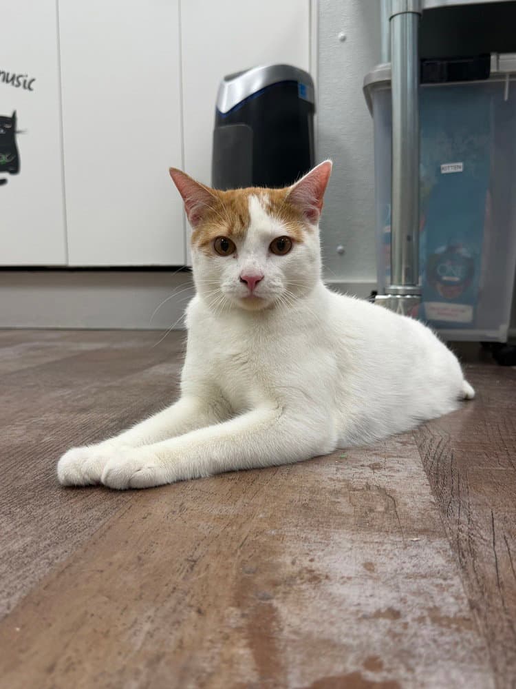 Knockout - Domestic Short Hair