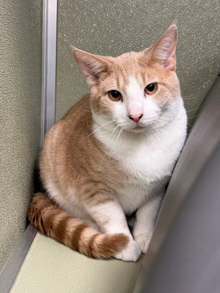 Valor - Domestic Short Hair