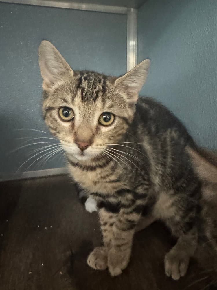 Emerson - Domestic Short Hair