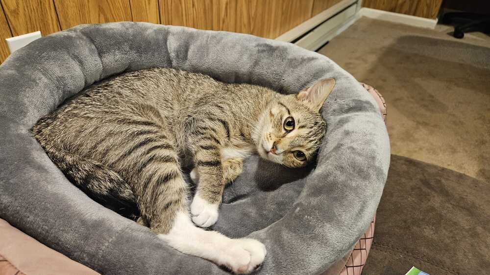 Fifa - Domestic Short Hair