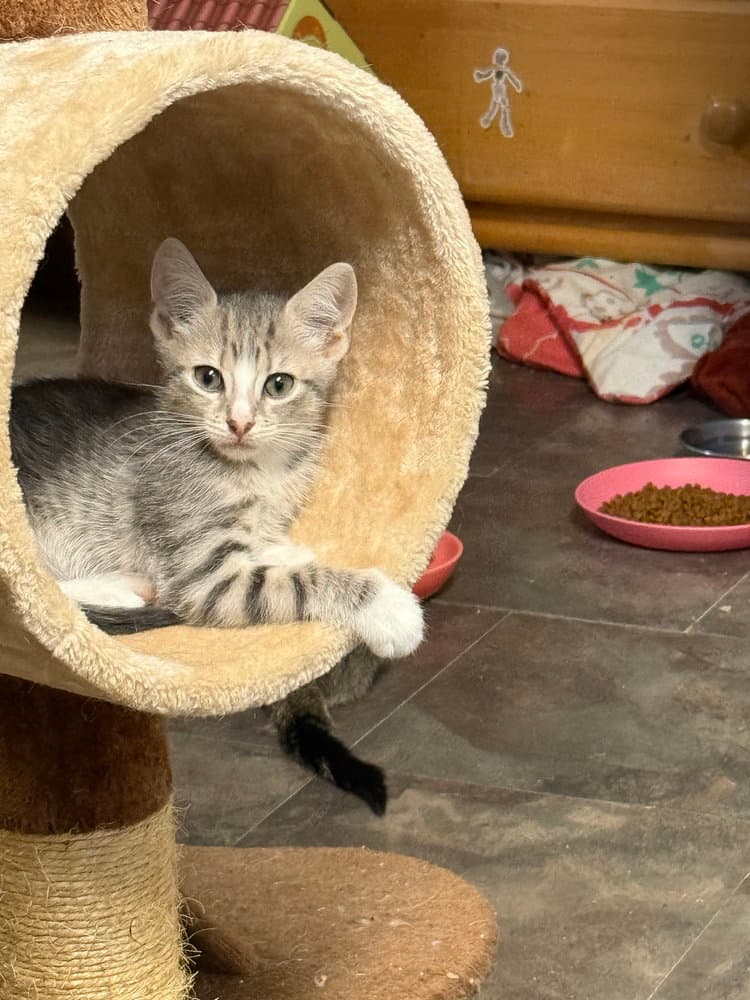 Auri - Domestic Short Hair