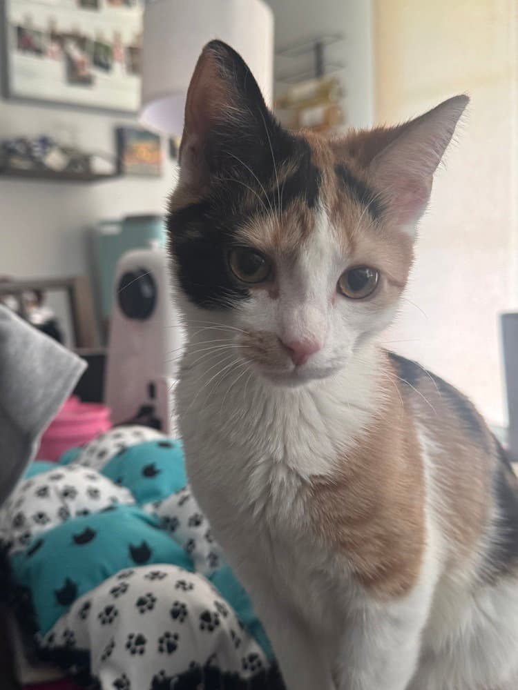 Calypso - Domestic Short Hair