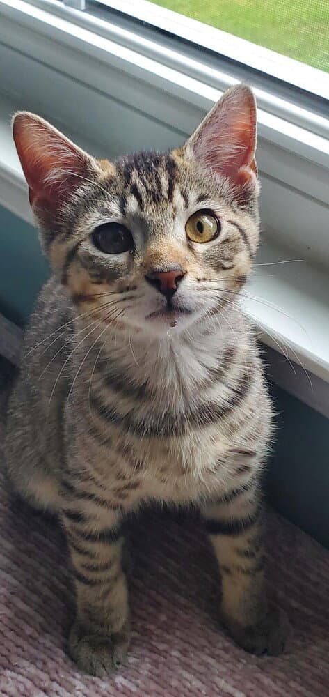 Levi - Domestic Short Hair