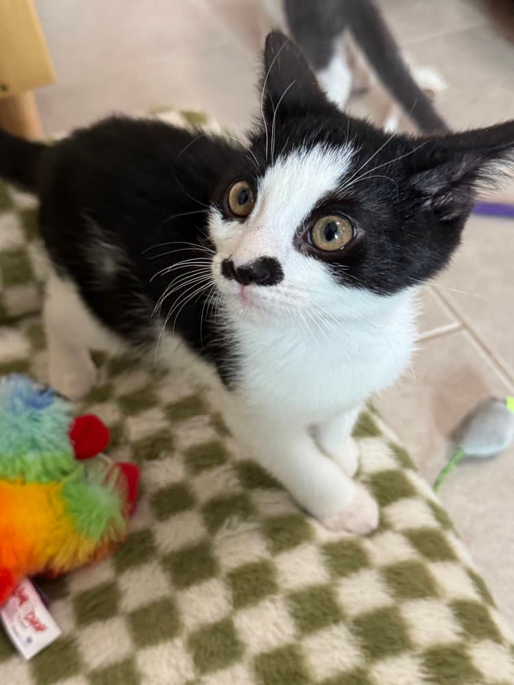 Max - Domestic Short Hair