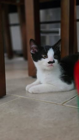 Max image 3