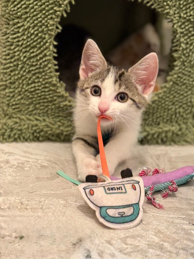 Poppins - Domestic Short Hair