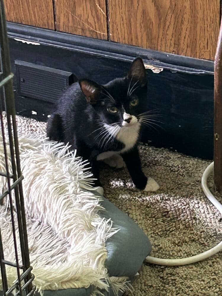 Hannah - Domestic Short Hair