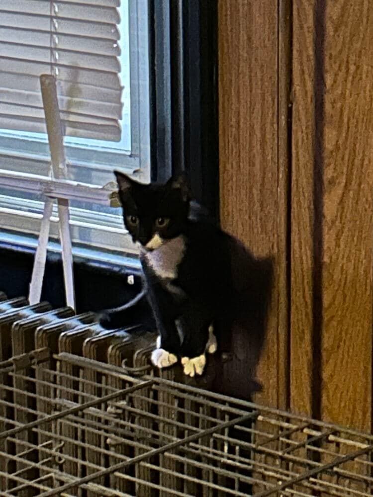 Allie - Domestic Short Hair