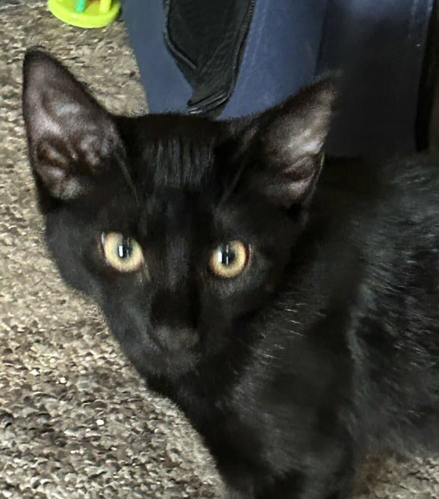 Dean - Domestic Short Hair