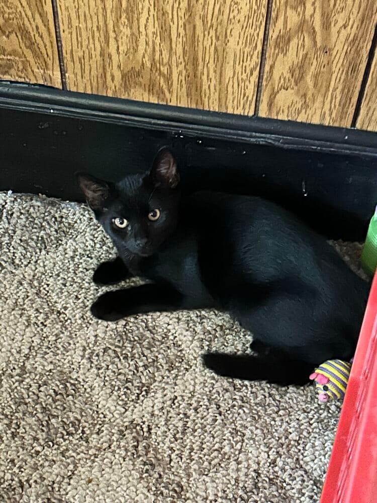 Garrett - Domestic Short Hair