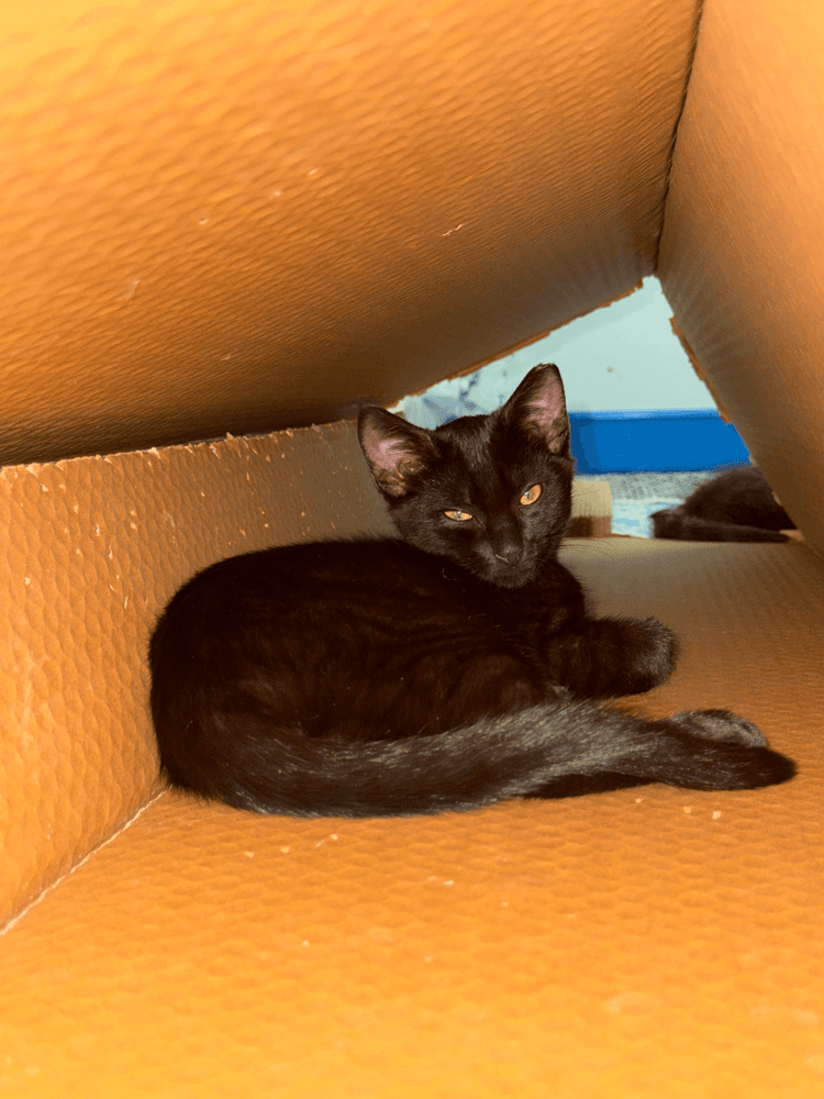 Hugo - Domestic Short Hair